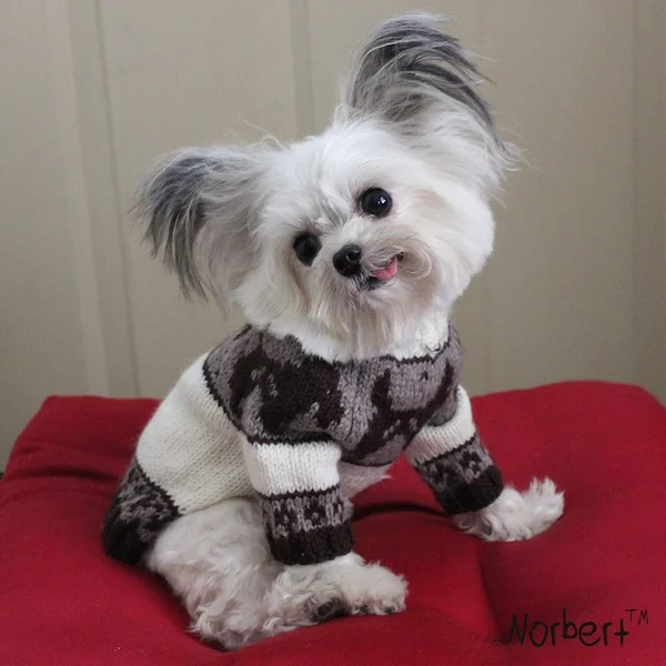 Norbert in Cozy Sweater.jpg