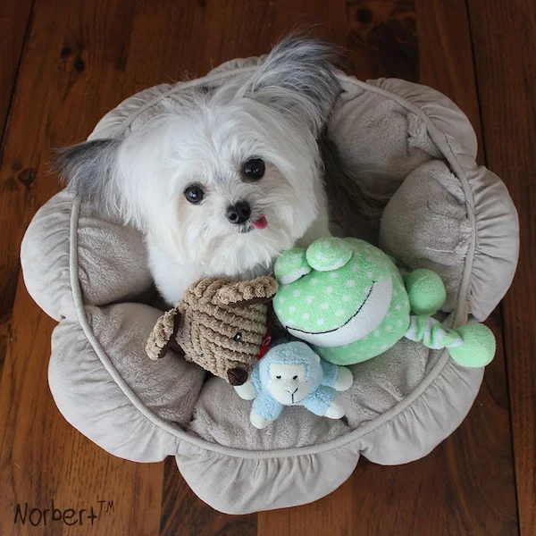 Norbert and crew.jpg