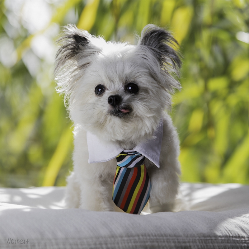 Norbert colorful tie.jpg