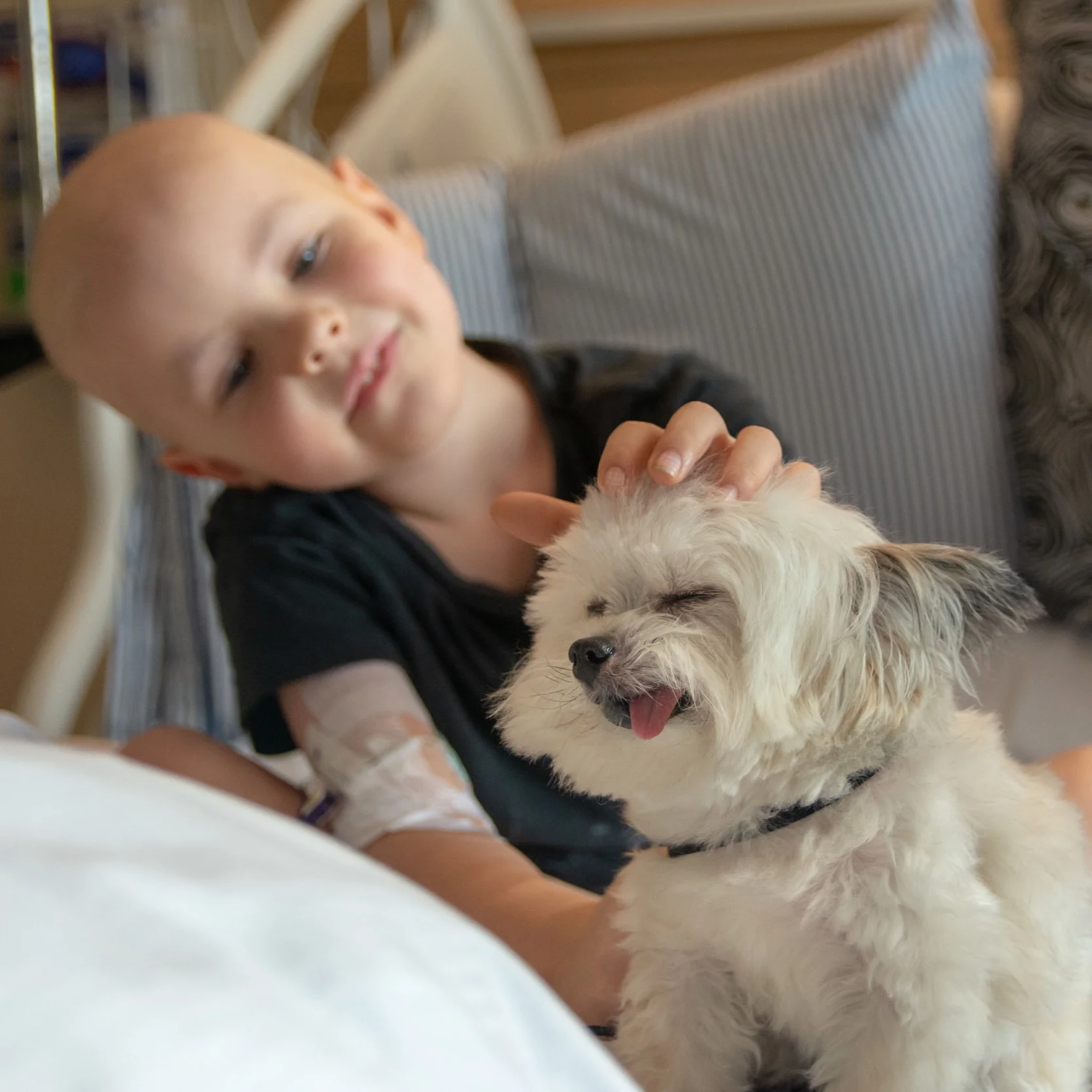 norbert the dog breed