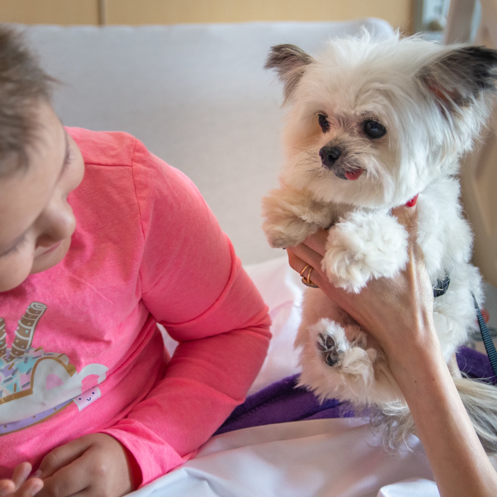 norbert the dog breed