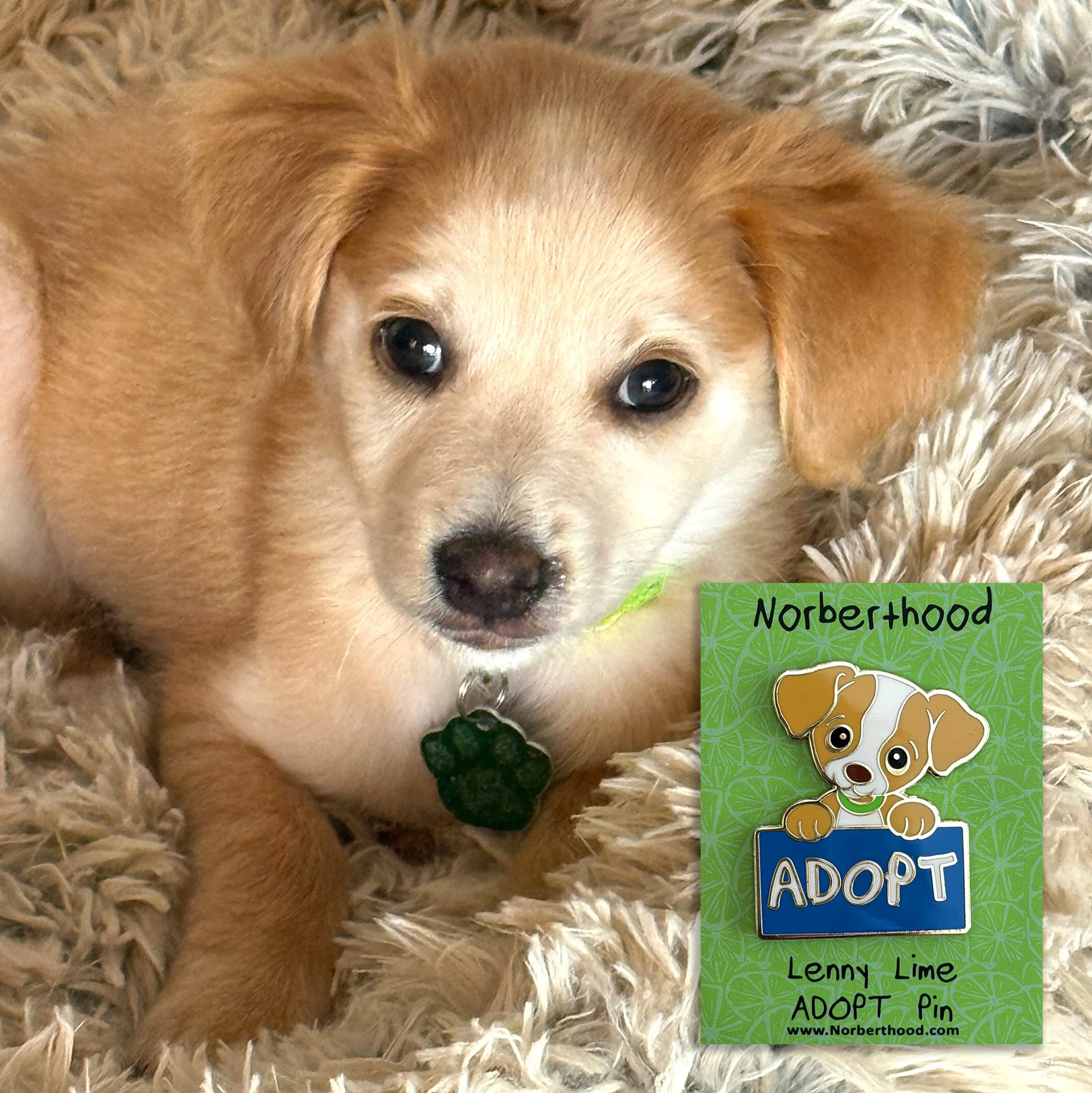 lenny and pin 2.jpeg