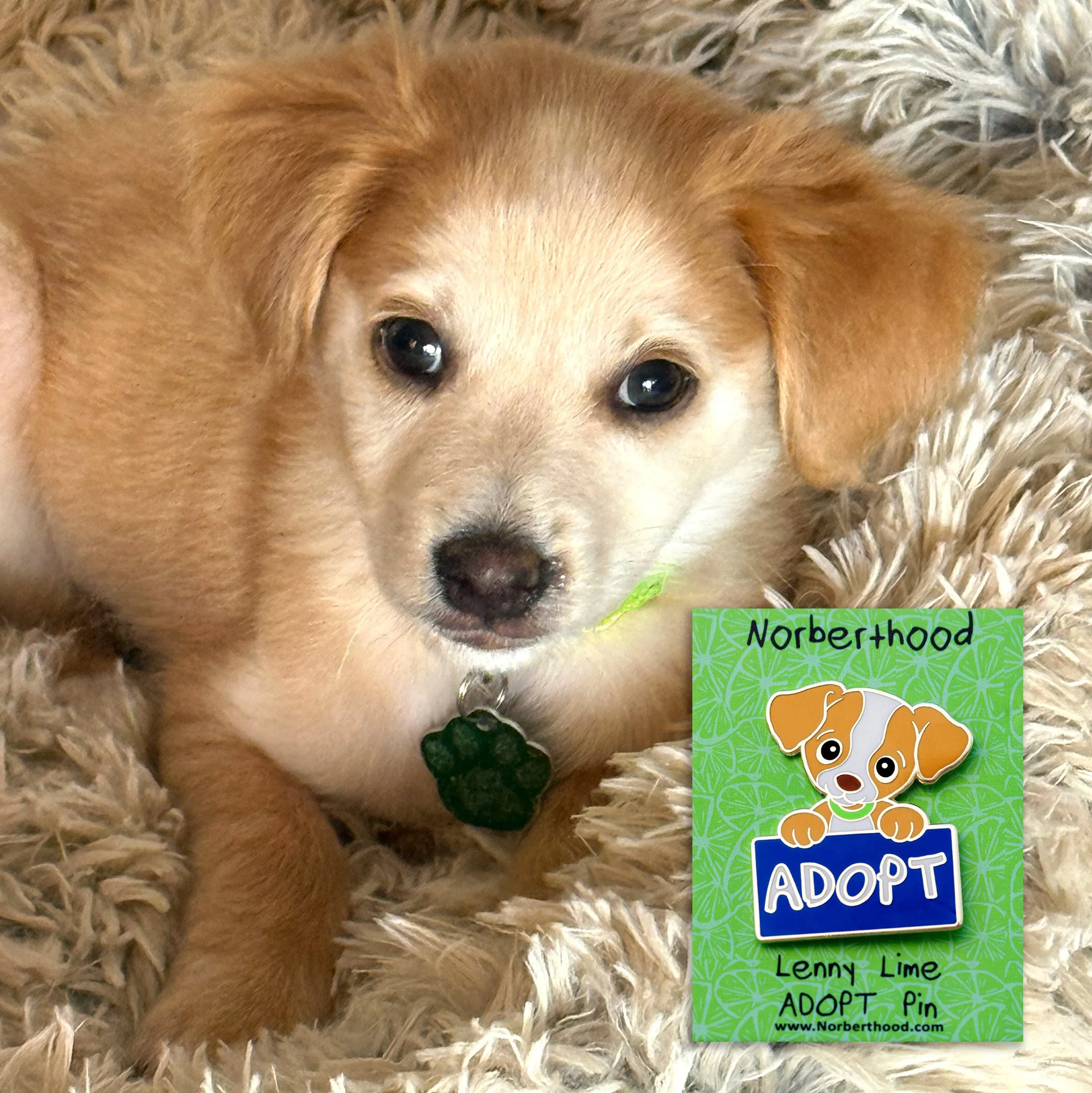 LENNY LIME ADOPT PIN