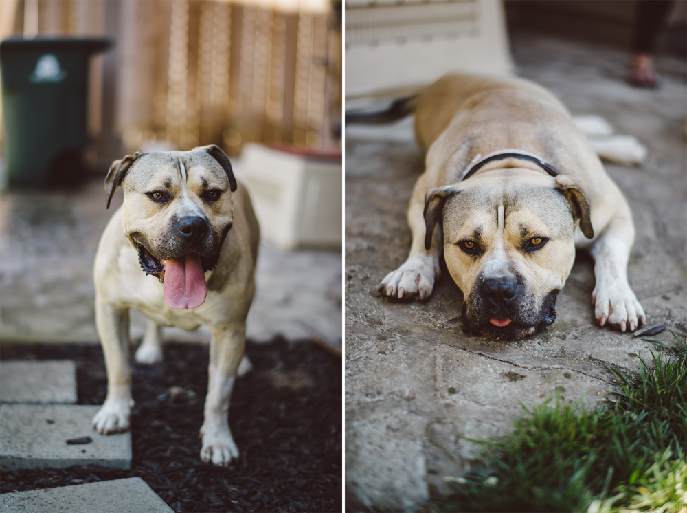 Dog-Days-001.jpg