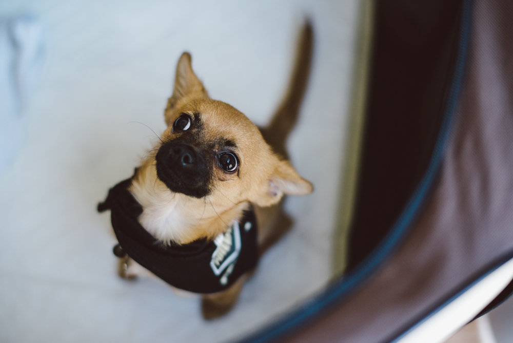 Dog-Days-003.jpg