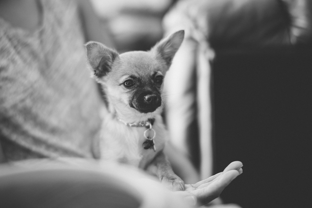 Dog-Days-004.jpg