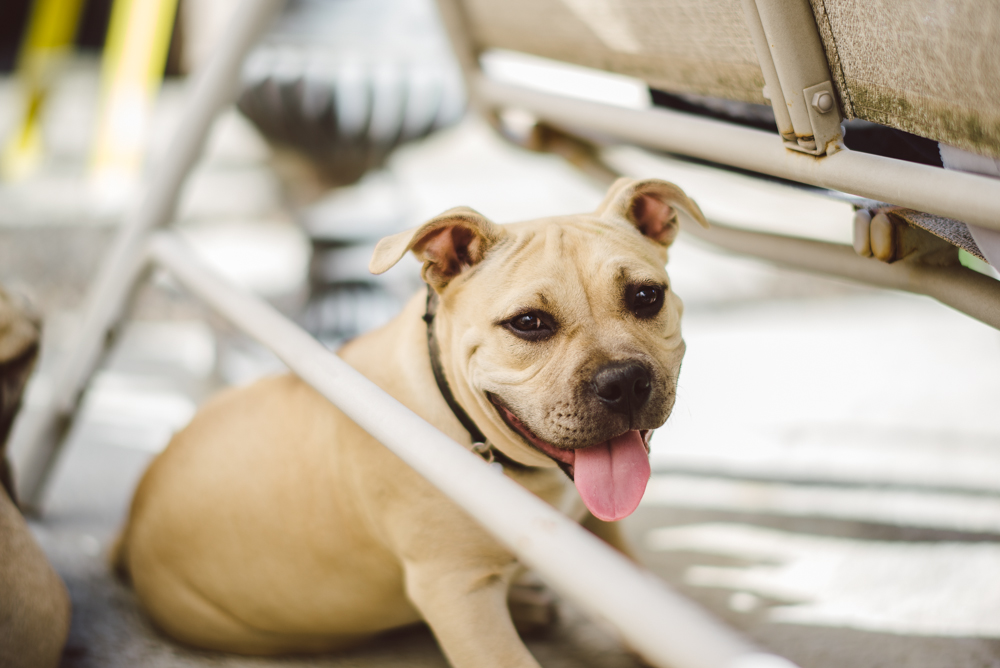 Dog-Days-006.jpg