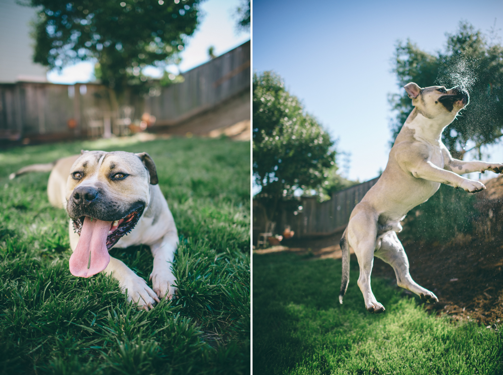 Dog-Days-011.jpg