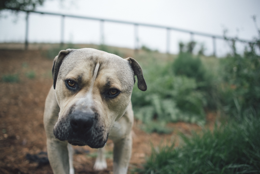 Dog-Days-010.jpg