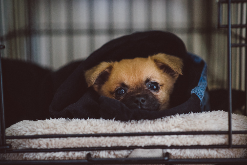 Dog-Days-014.jpg