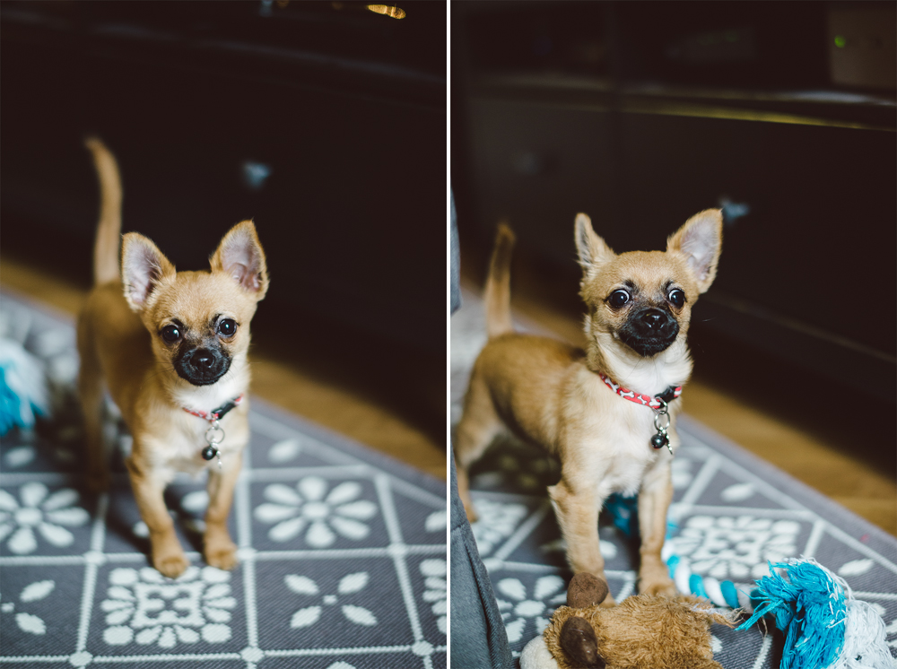 Dog-Days-016.jpg