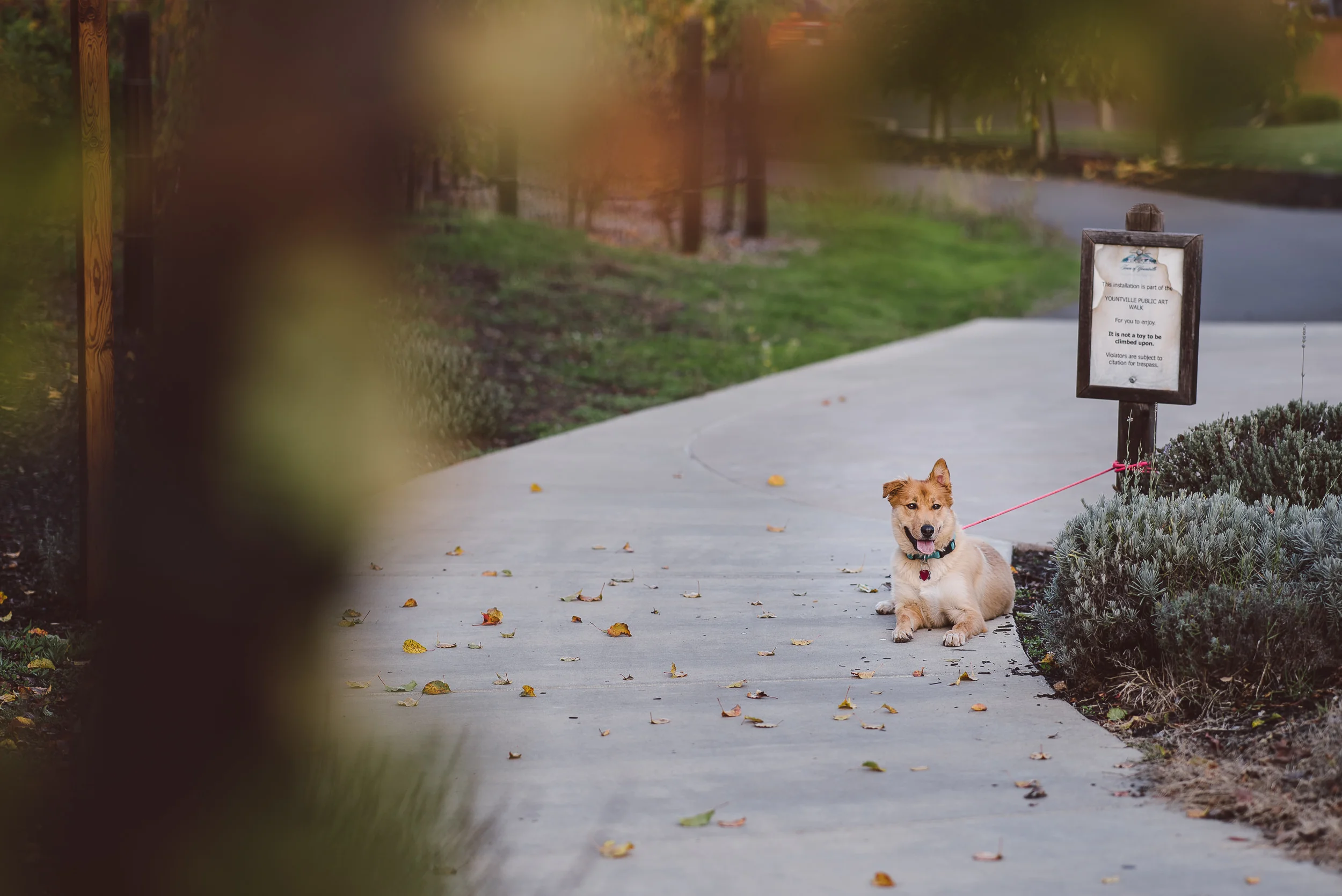 Yountville-Dog-Engagement-Photography-006.jpg