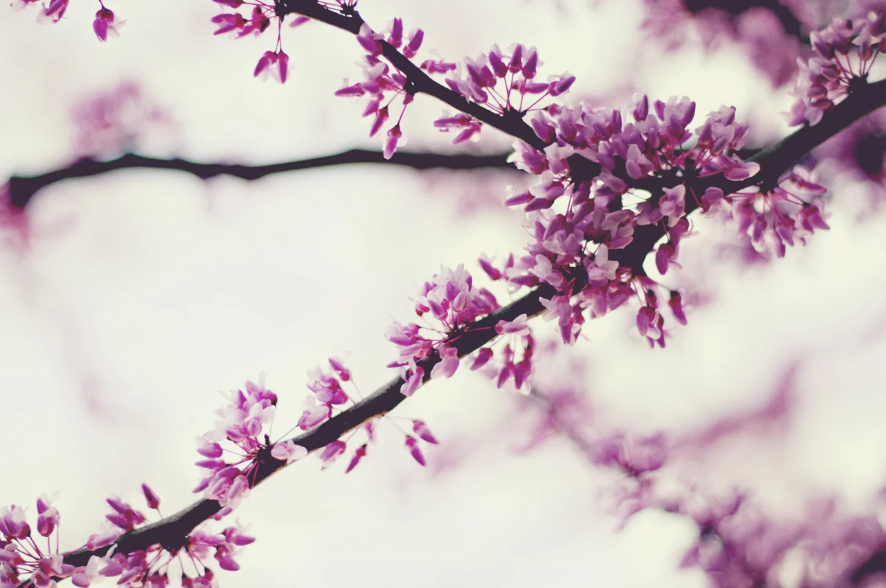 spring20120328_0023.jpg