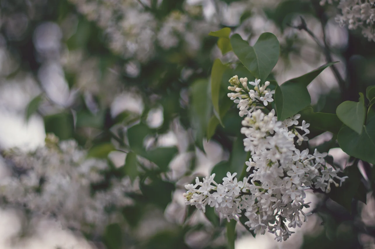 spring20120328_0021.jpg