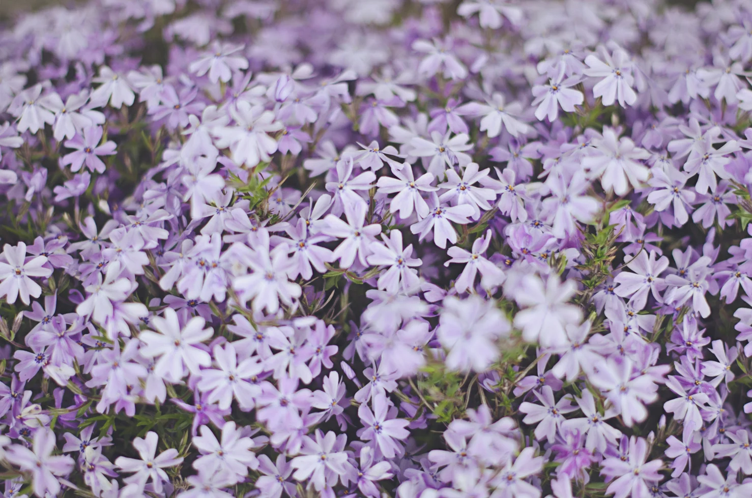 spring20120329_0034.jpg
