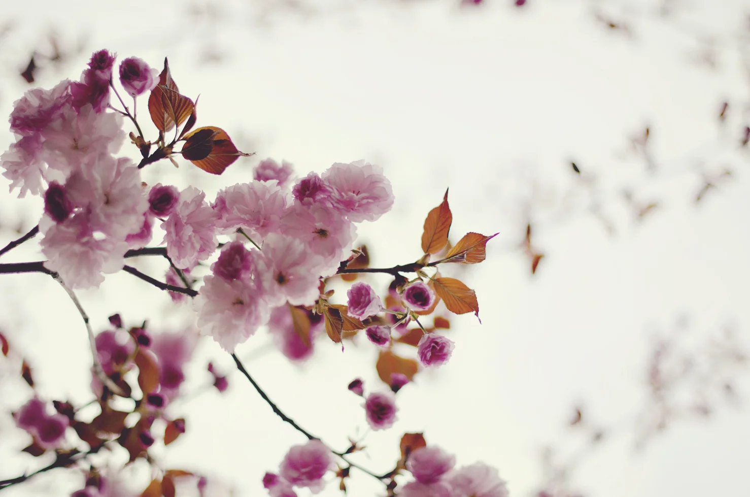 spring20120329_0043.jpg
