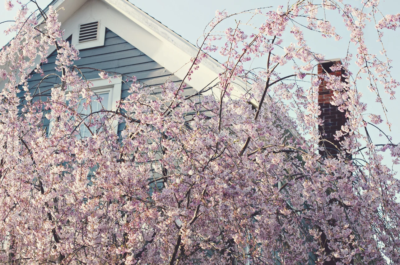 spring20120320_0008.jpg