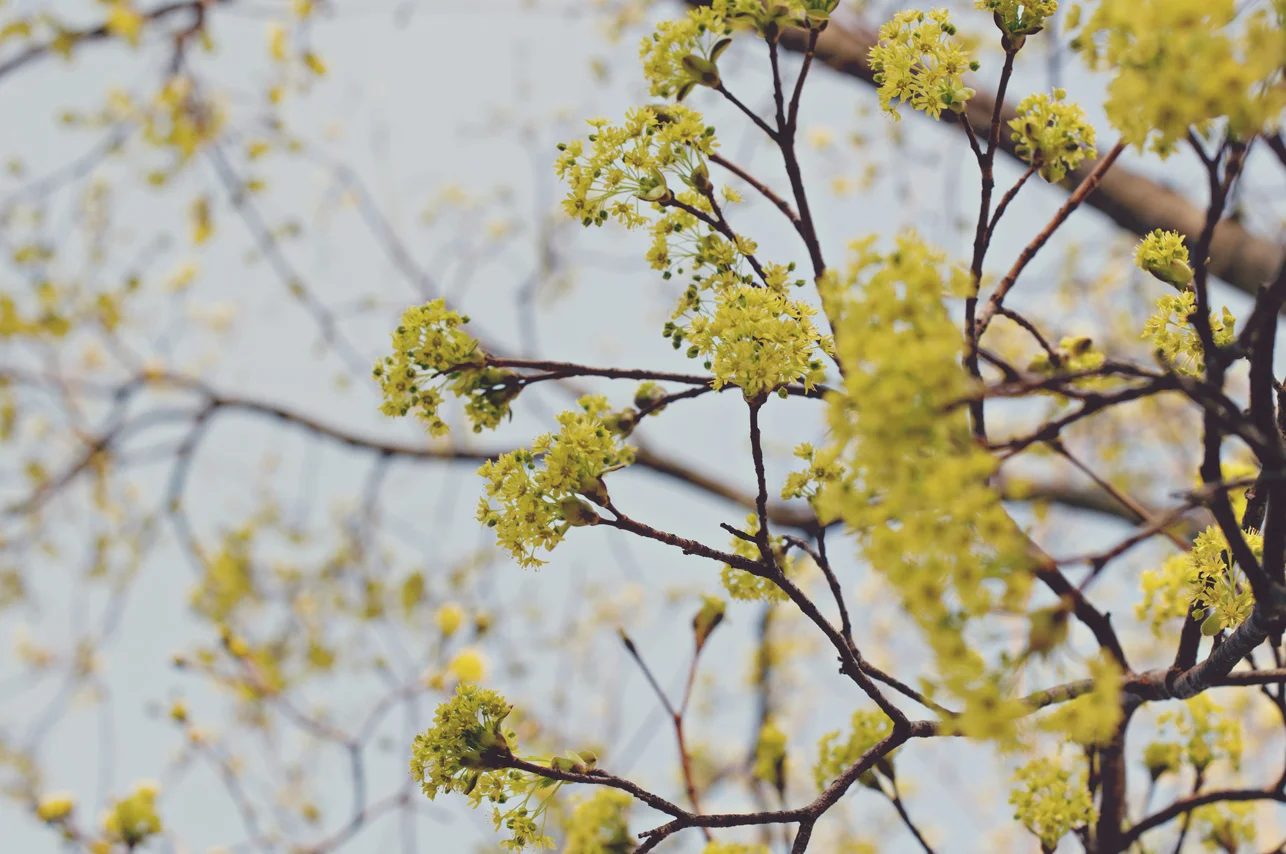 spring20120320_0001.jpg