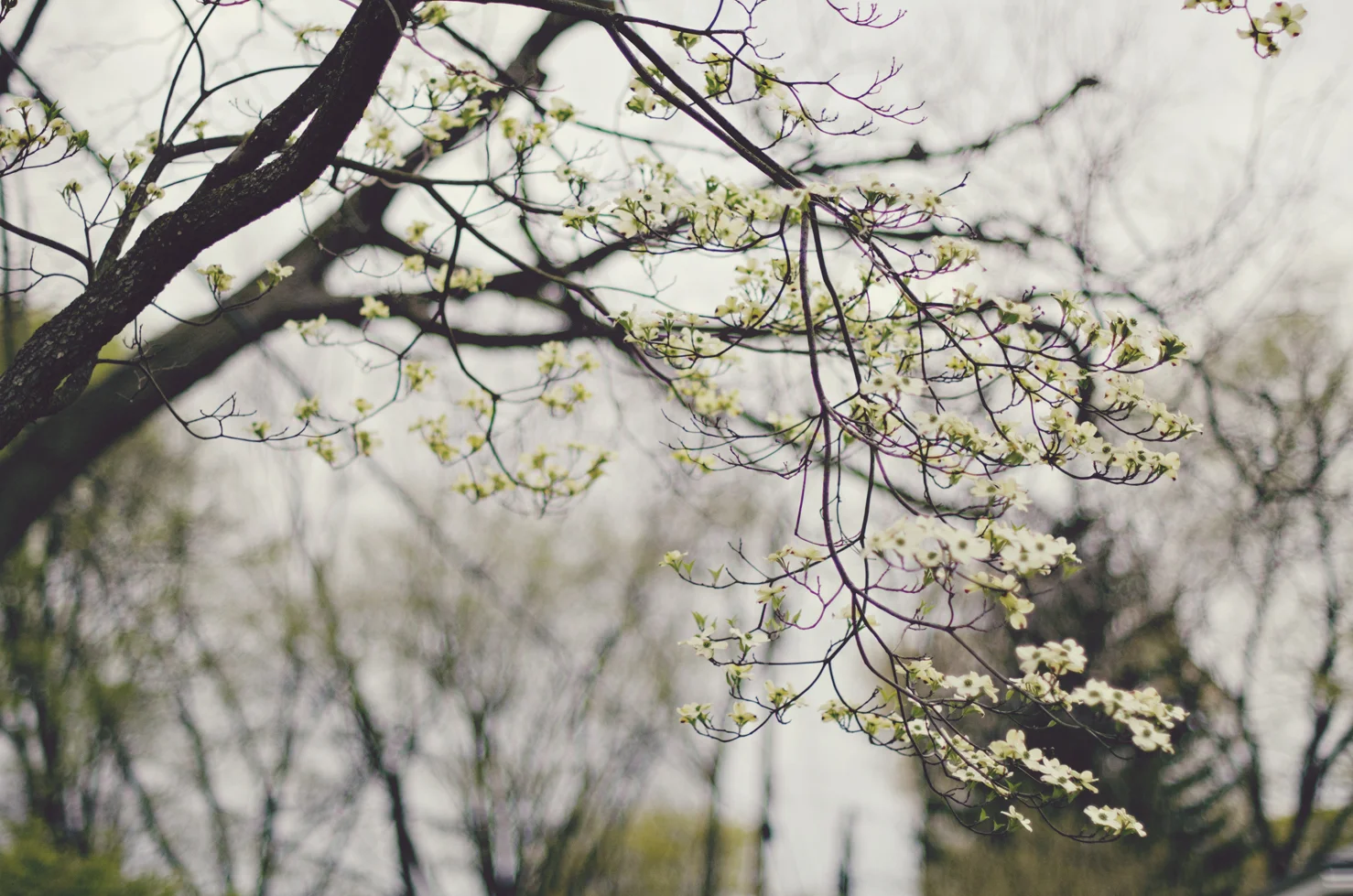 spring20120329_0048.jpg