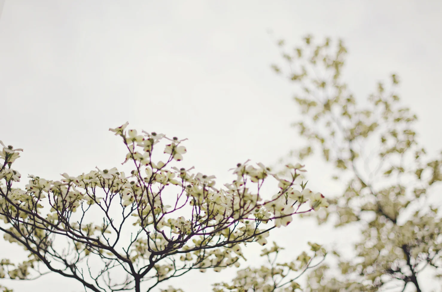 spring20120329_0050.jpg
