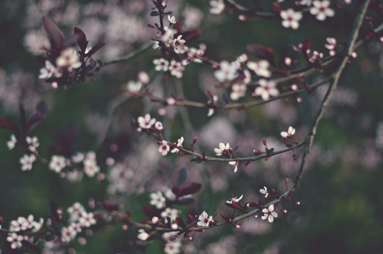 spring20120328_0029.jpg