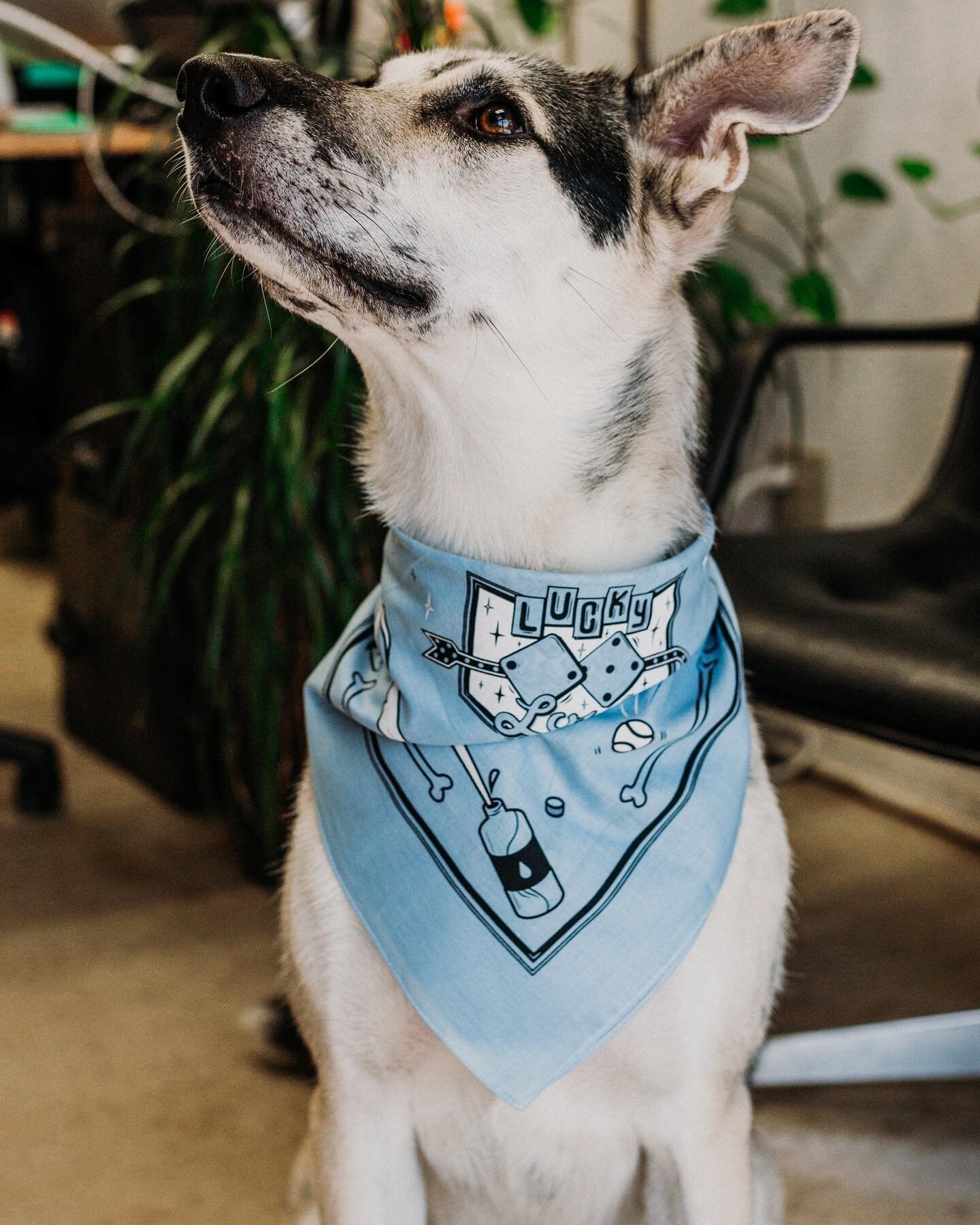 Tuesdays at @lucky_lous_bar from 6-9 is hound happy hour 🍻 
Here&rsquo;s these cuties showing wearing their lucky lous dog bandanas 

#dogbandana #dogsofinstagram #denton #dentontx #screenprinting