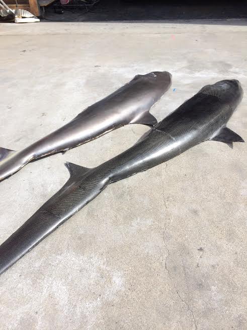 shark.jpg