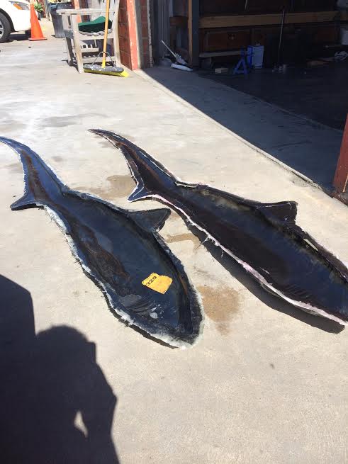 sharkmold.jpg