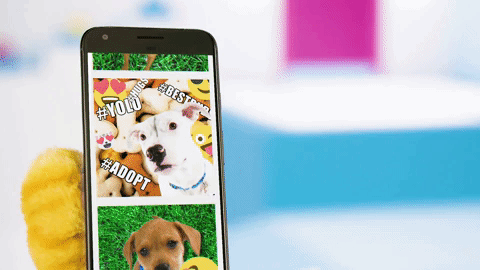 Shelter Pets GIF.gif