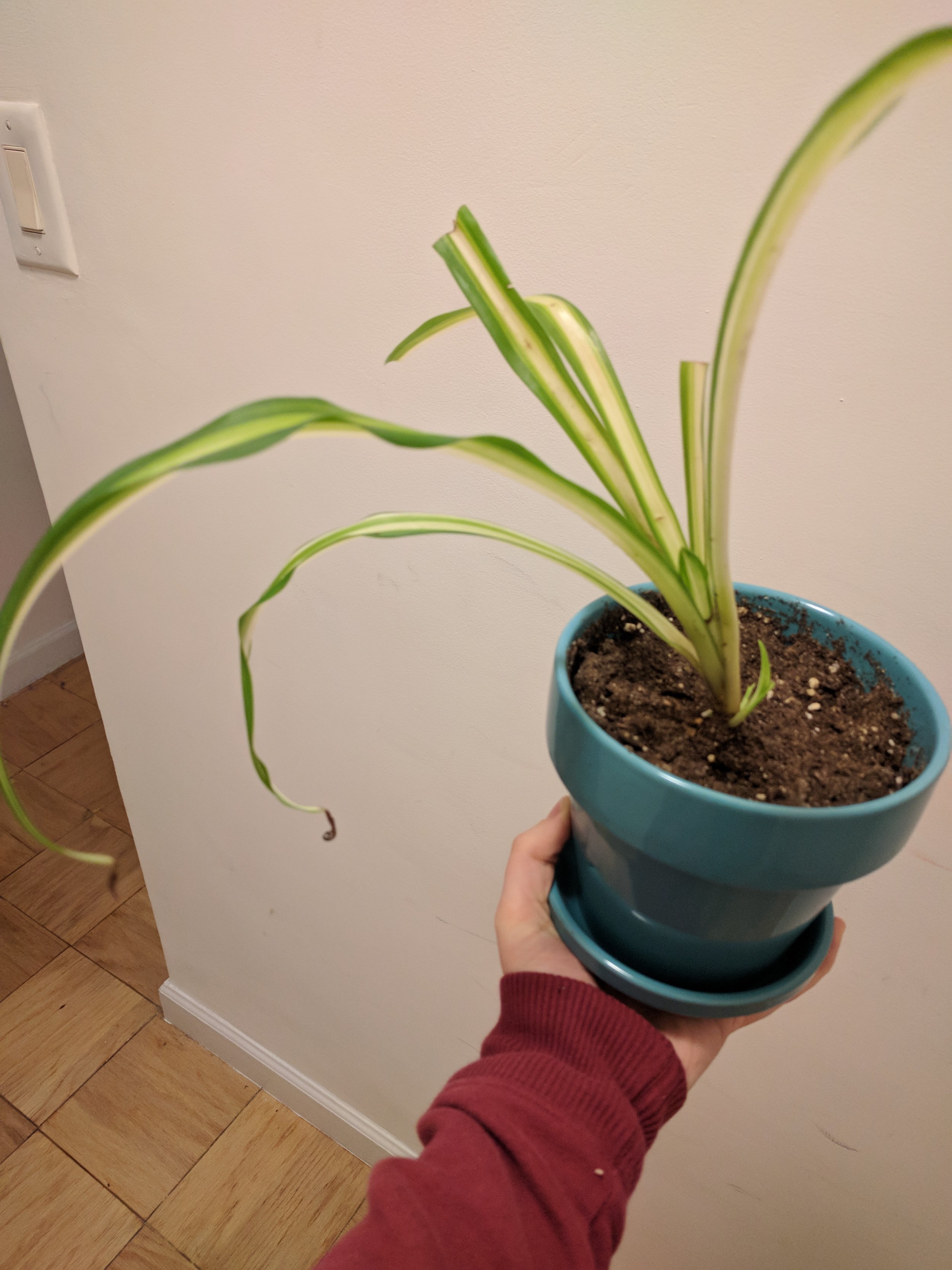  "I'd send you a photo of my pet if I had one, but alas, I live in a small apartment and am away from home for far too many hours of the day to take care of one. The best I have to offer is photos of the bedraggled spider plant that I'm attempting to