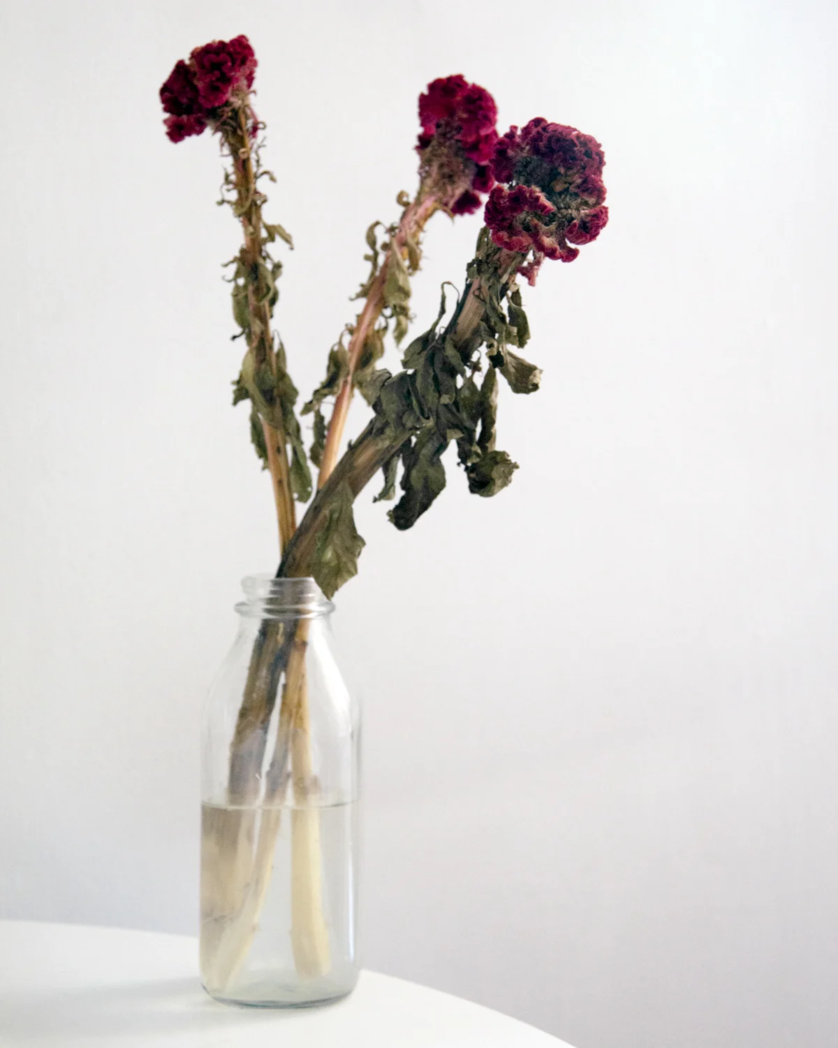 James_Flower_1_RT.jpg