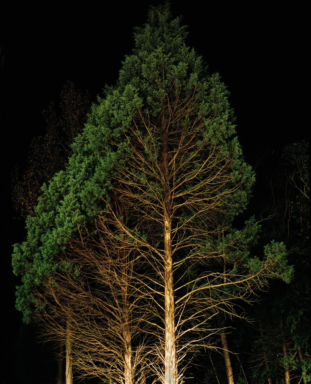 Harry's+Tree.jpg