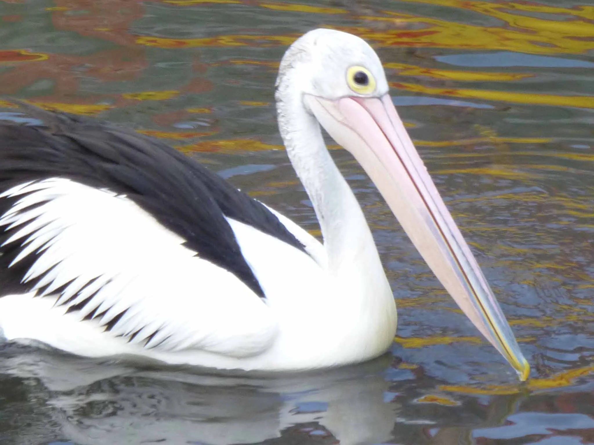 Pelican 3.jpg