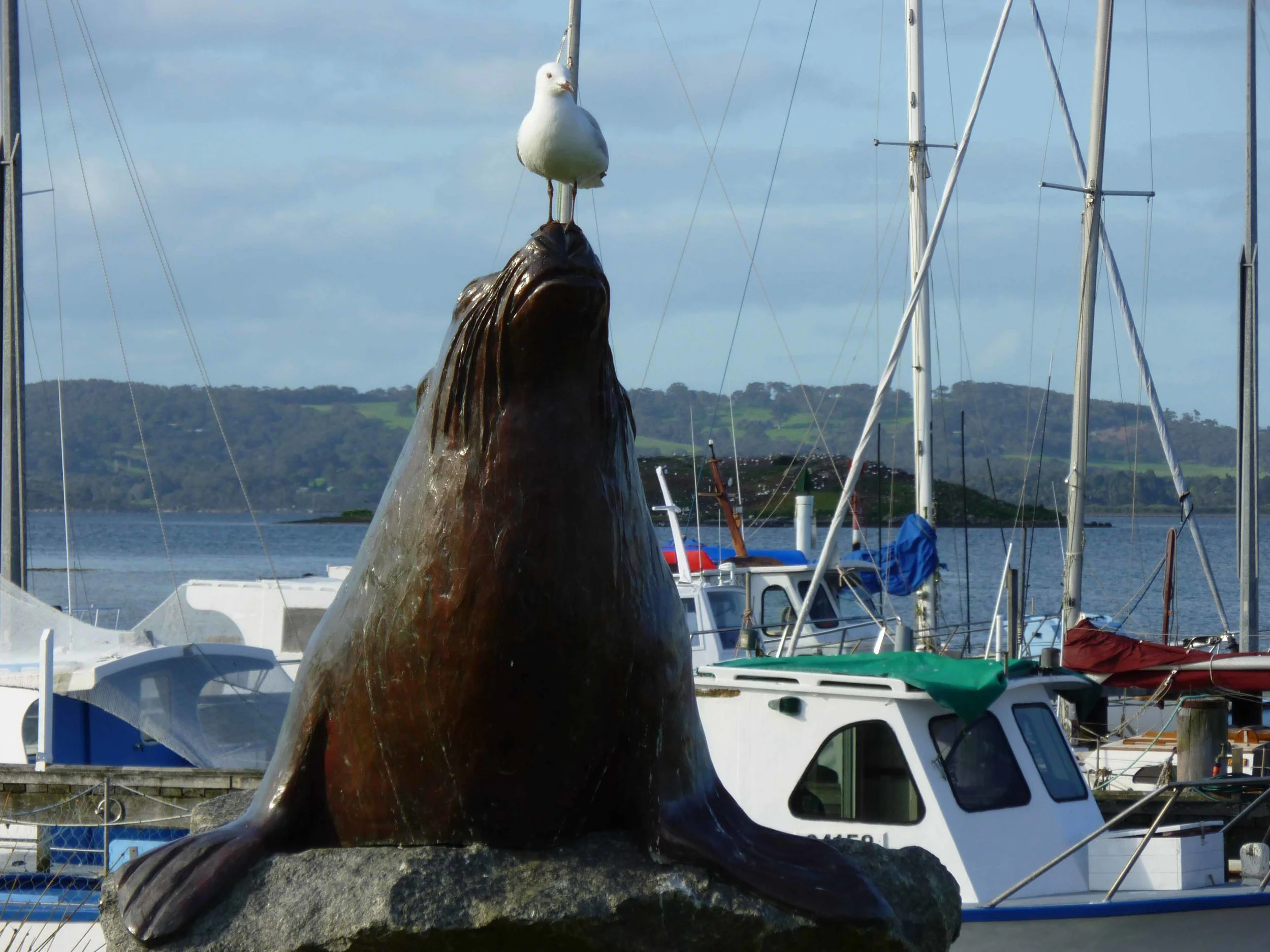 Seal Sammy.jpg