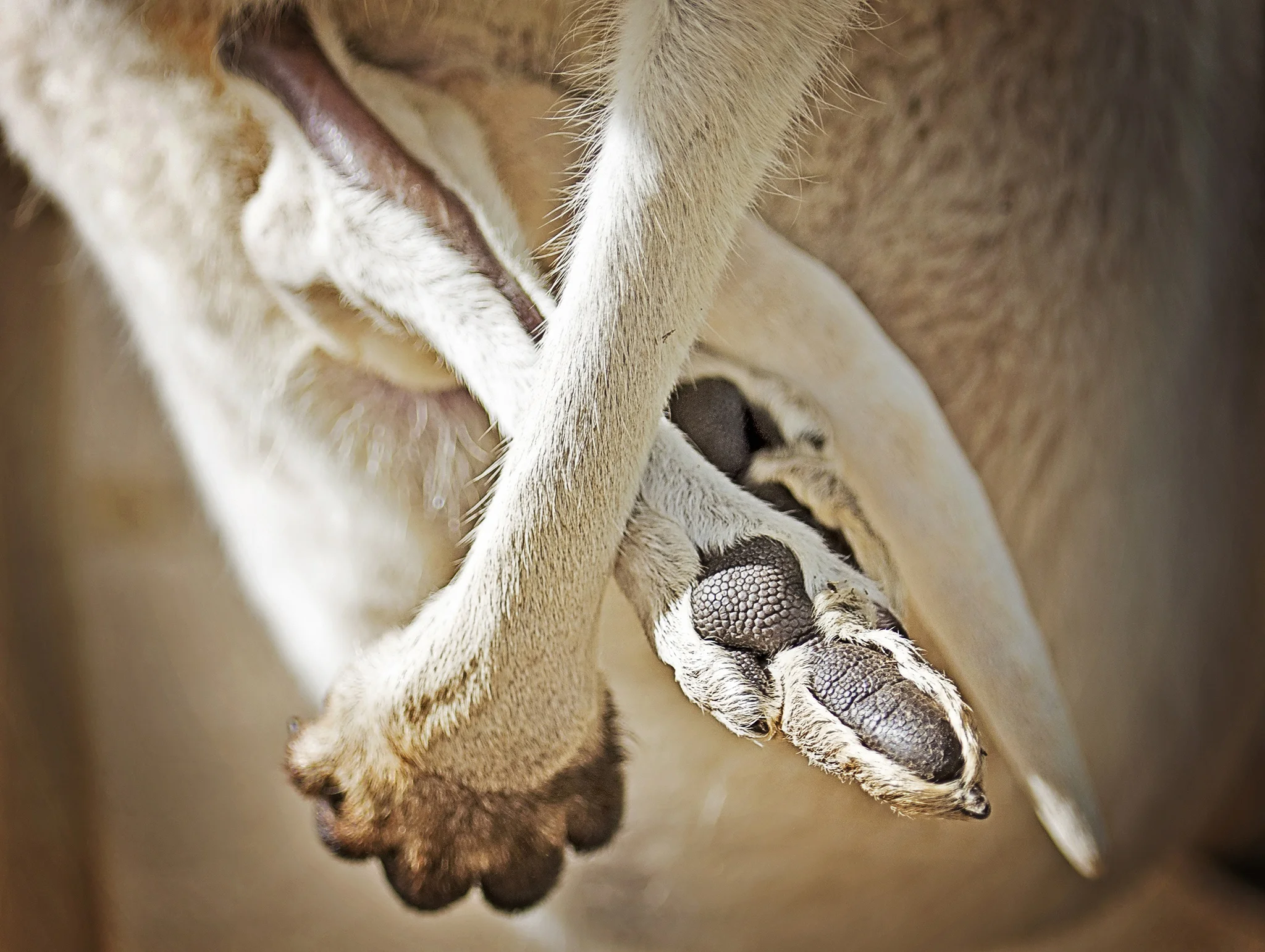 pouch.jpg