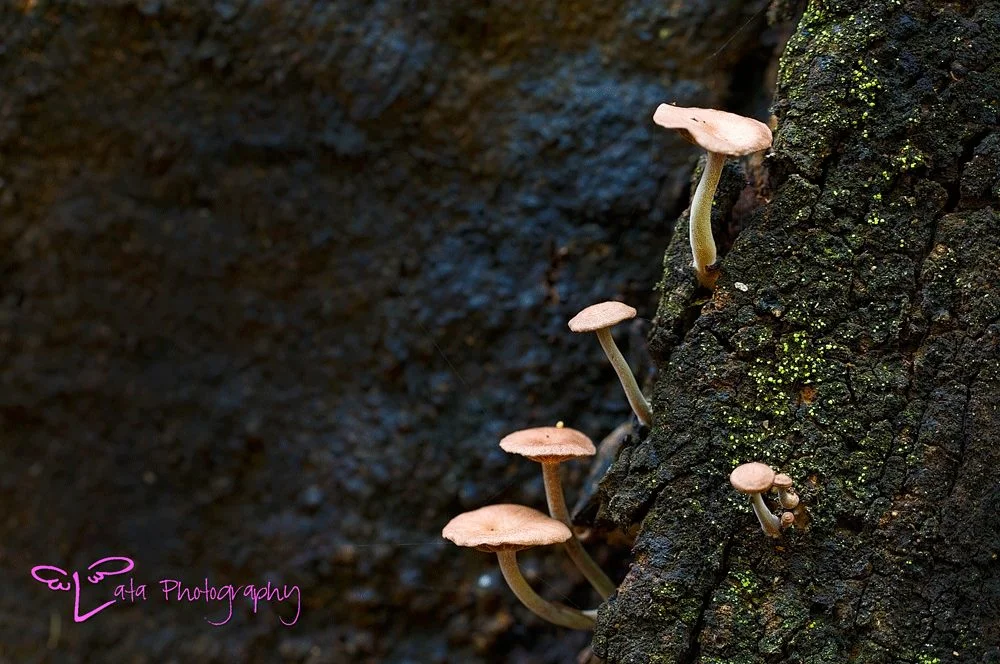 Lata Photography