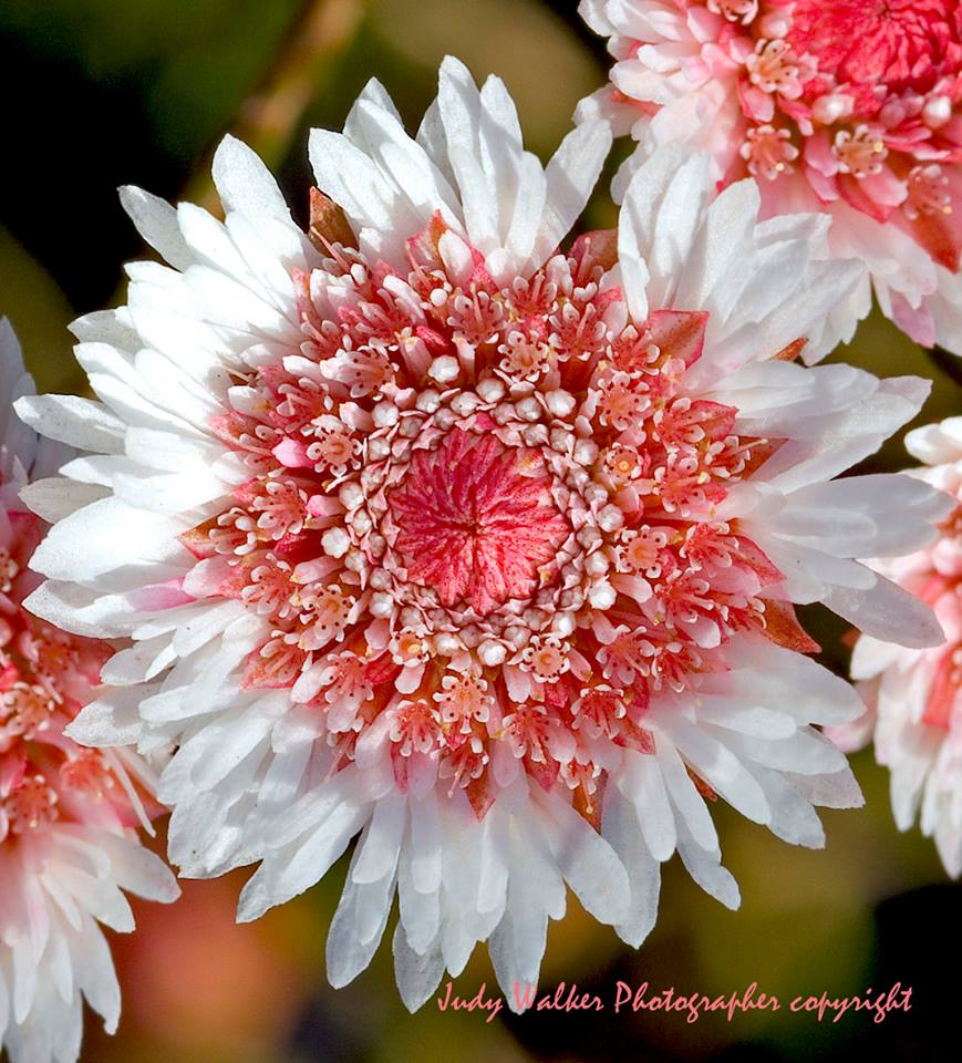 Wildflowers — Albany Region