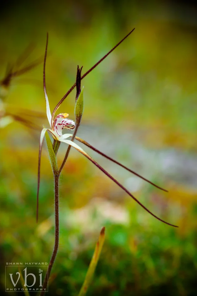 orchids-101.jpg