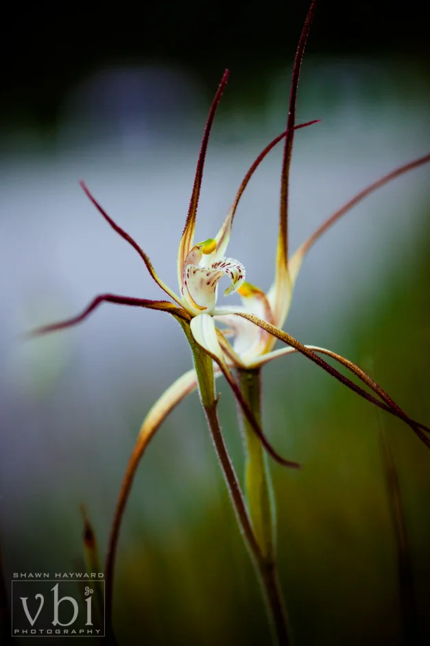 orchids-104.jpg