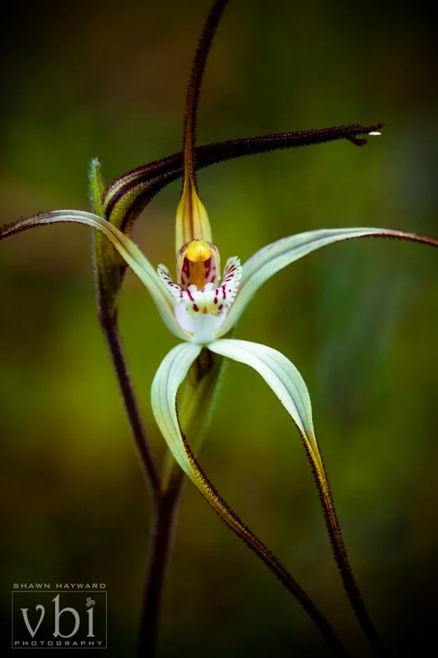 orchids-106.jpg
