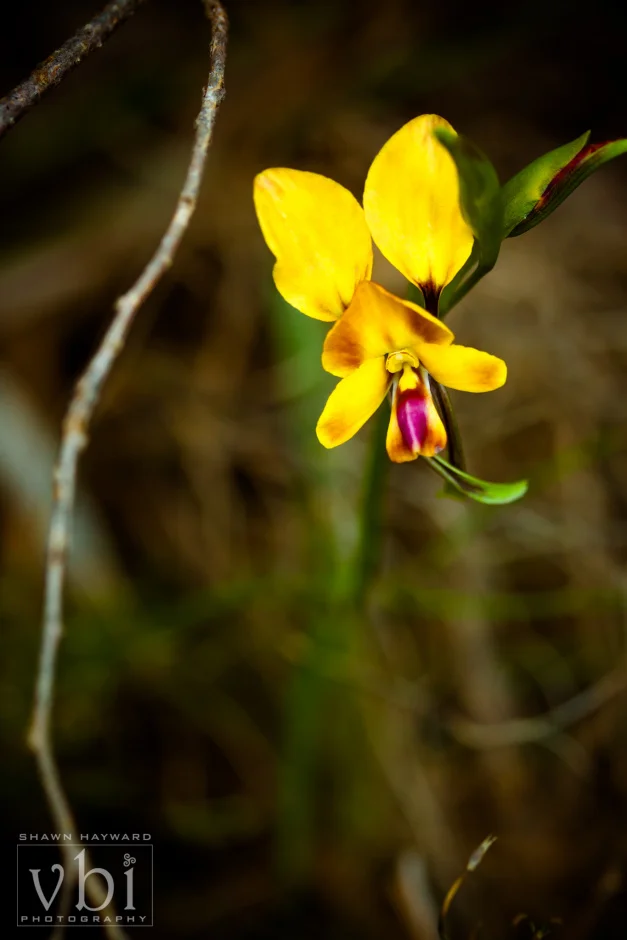 orchids-113.jpg