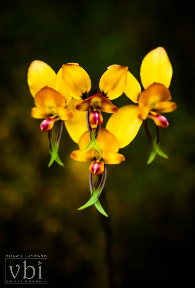 orchids-115.jpg