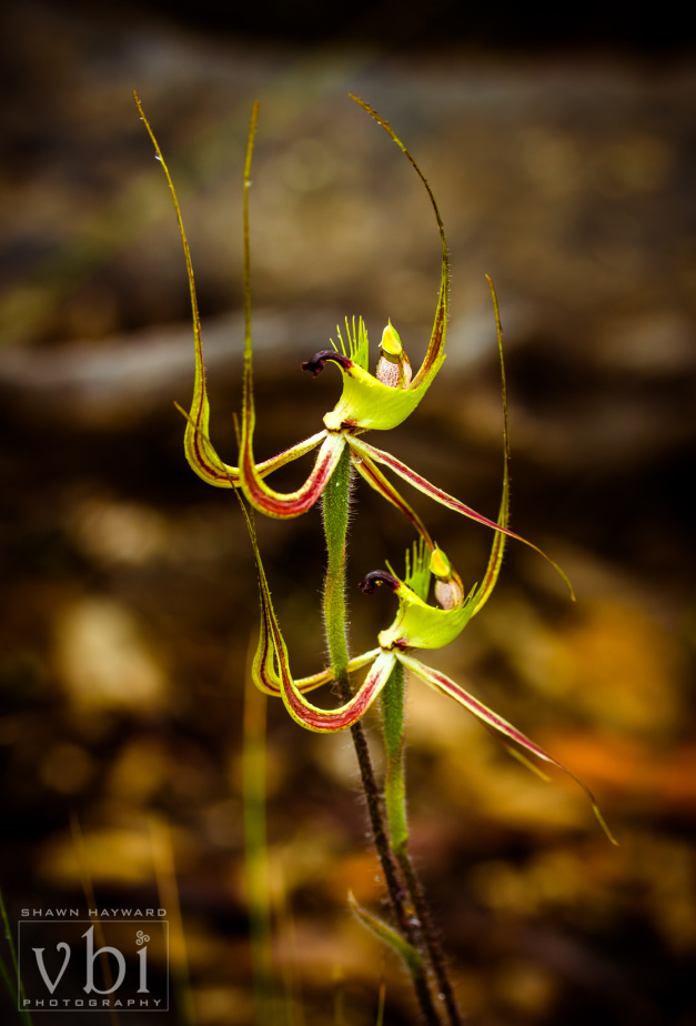 orchids-122.jpg