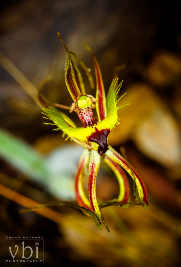 orchids-124.jpg