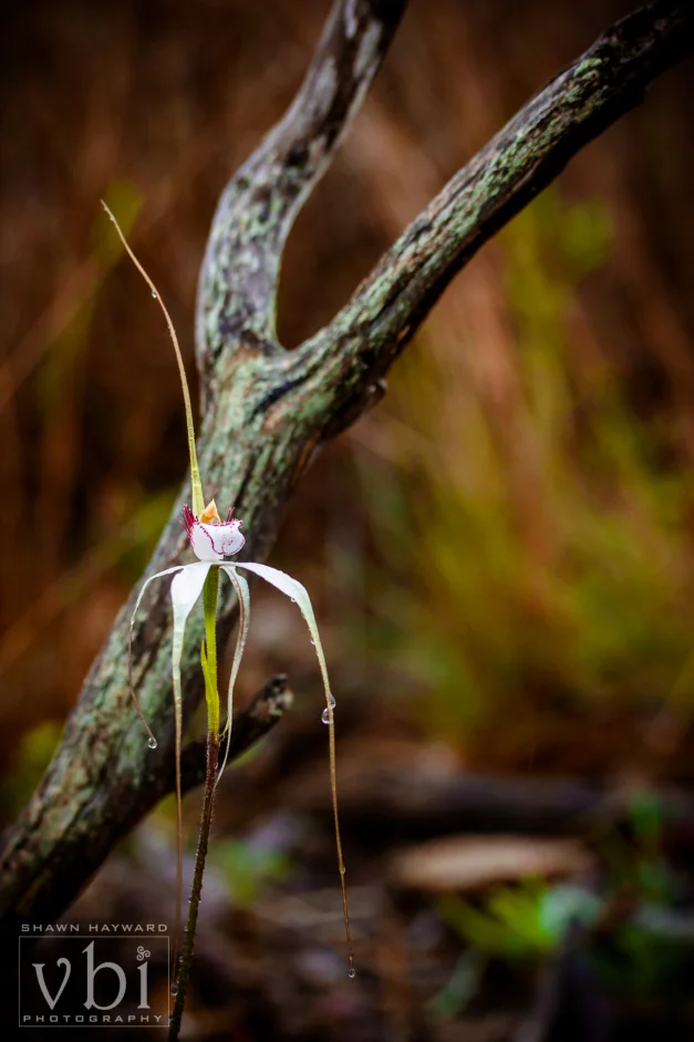 orchids-126.jpg