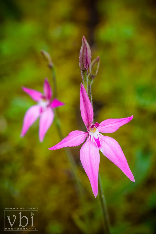 orchids-150.jpg