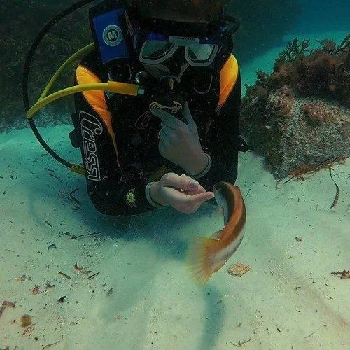 Scuba Diving in the Albany Region