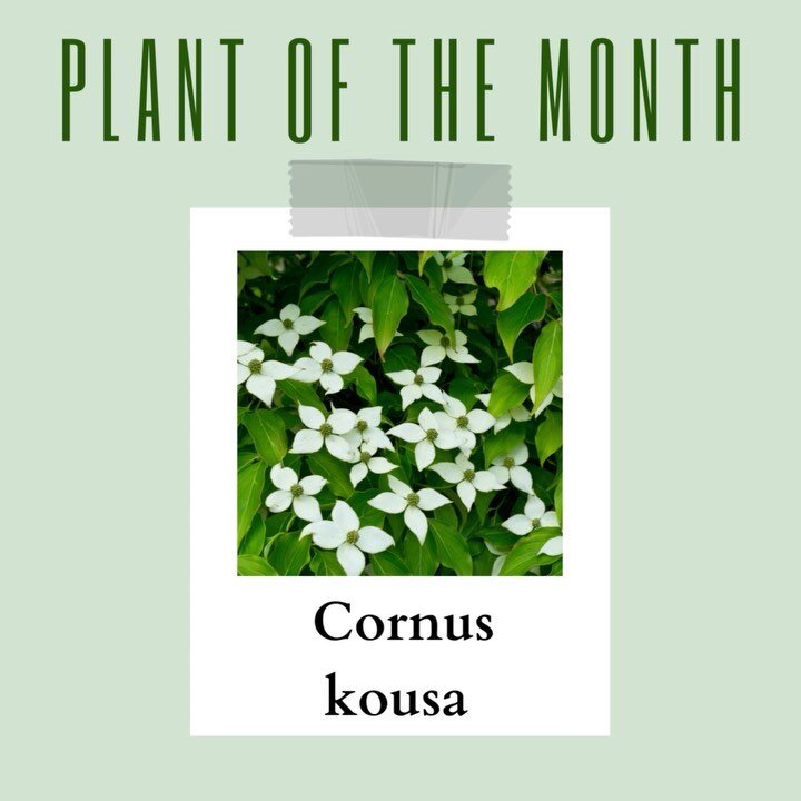 This month we pay tribute to the Cornus kousa, commonly known as the Kousa dogwood! A unique feature of the Kousa dogwood is that at maturity the branches grow horizontally, creating an intriguing visual perfect for any home landscape. We love seeing