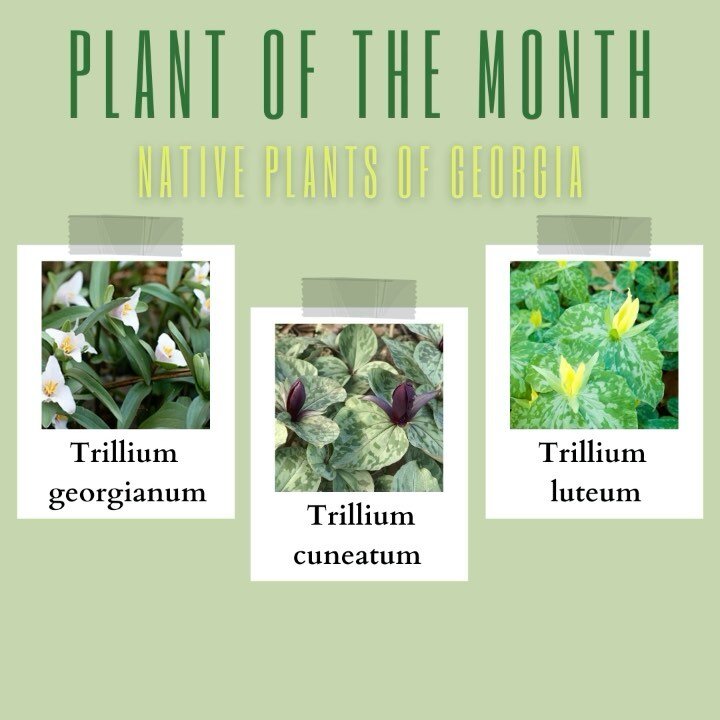 A new plant of the month is MARCHing in! This month we tip our gardening hats to Trilliums. Georgia is home to TWENTY-TWO species of Trilliums, so we couldn&rsquo;t just choose one to feature this month! 
Our 3 choices are commonly known as the Georg