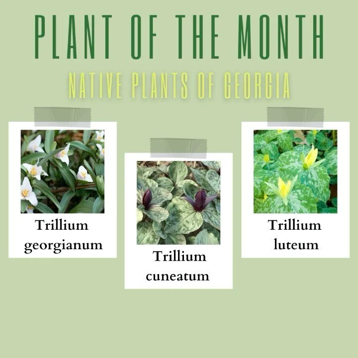 A new plant of the month is MARCHing in! This month we tip our gardening hats to Trilliums. Georgia is home to TWENTY-TWO species of Trilliums, so we couldn&rsquo;t just choose one to feature this month! 
Our 3 choices are commonly known as the Georg